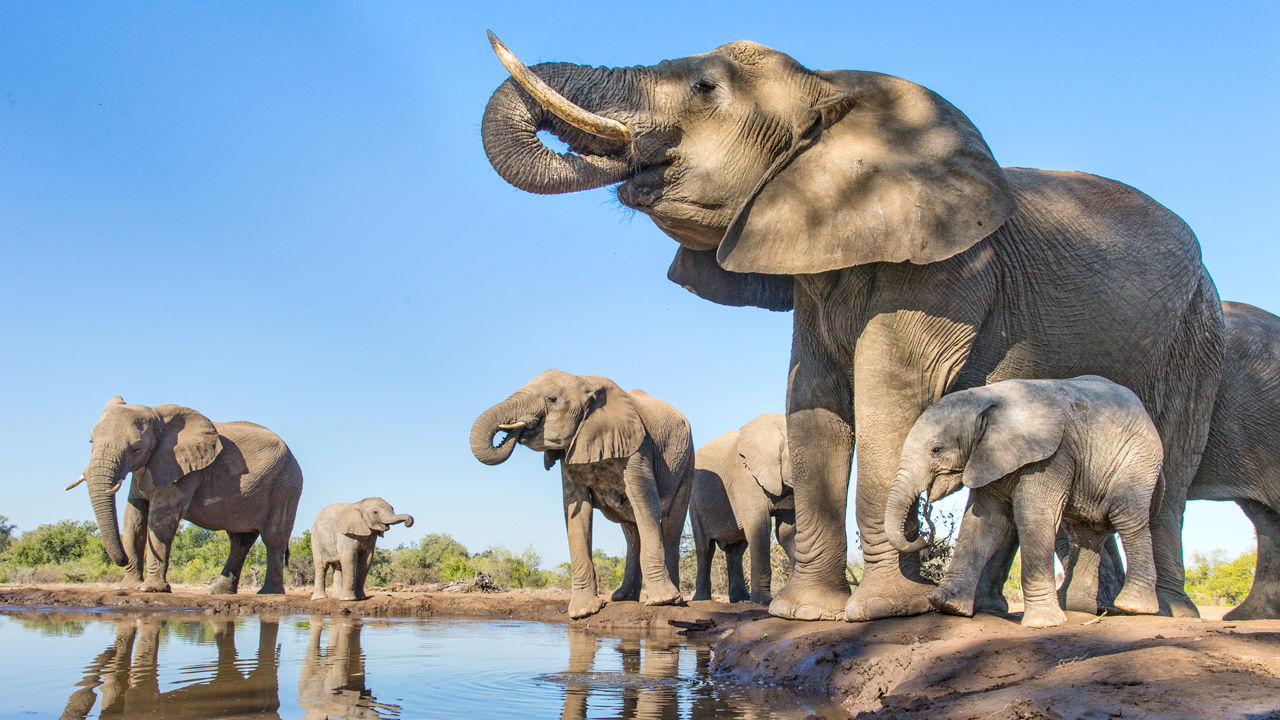 Climate Change Is Leaving African Elephants Desperate For Water