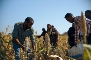 farm-workers-Sudan