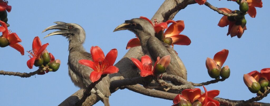 hornbills