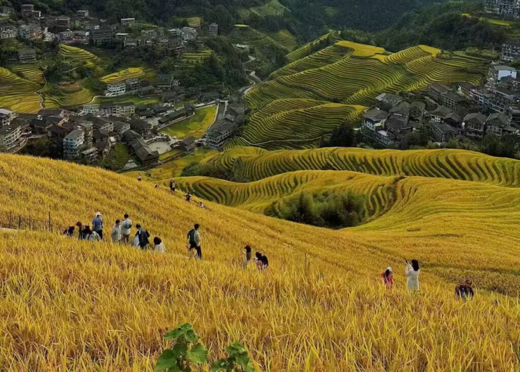 rice-fields
