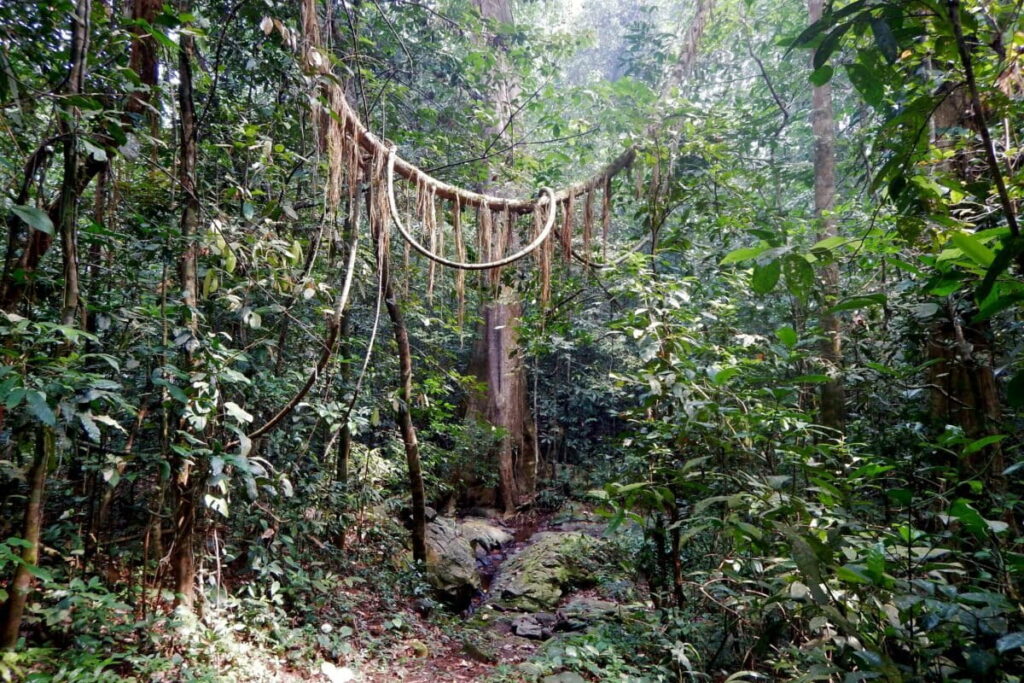 sacred-grove-Kerala
