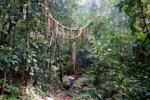 sacred-grove-Kerala