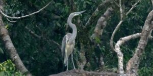 Forest clearance for dam puts white-bellied herons at risk