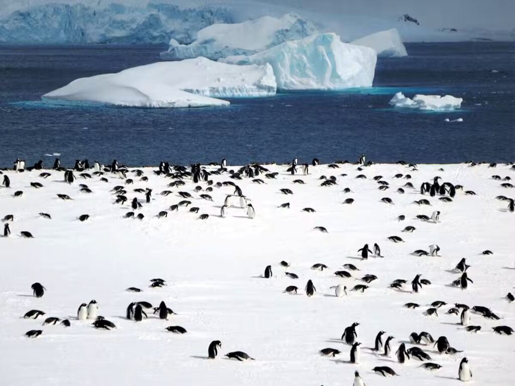 Gentoo penguins
