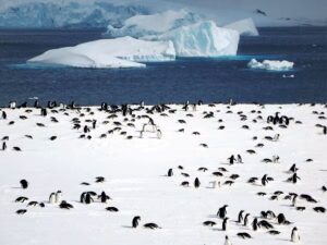 Gentoo penguins