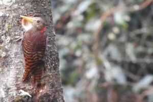 bay-woodpecker-bird