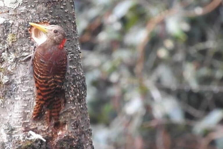 bay-woodpecker-bird