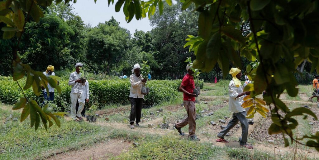 forest restoration beyond tree cover