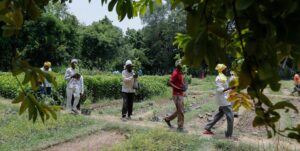 forest restoration beyond tree cover