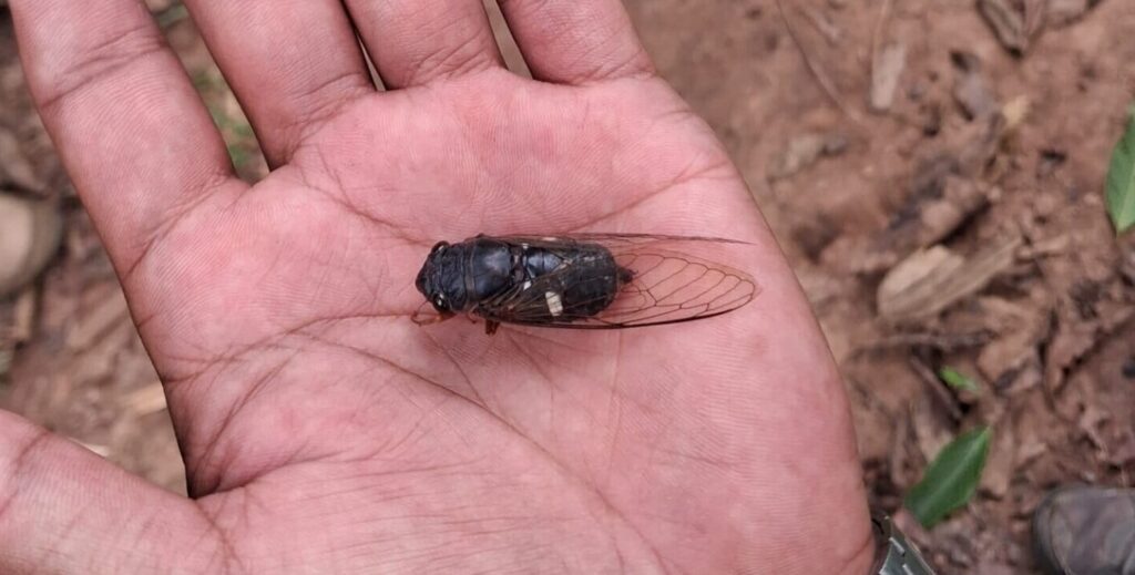 Cicada insect syncs up with football World Cup