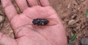 Cicada insect syncs up with football World Cup