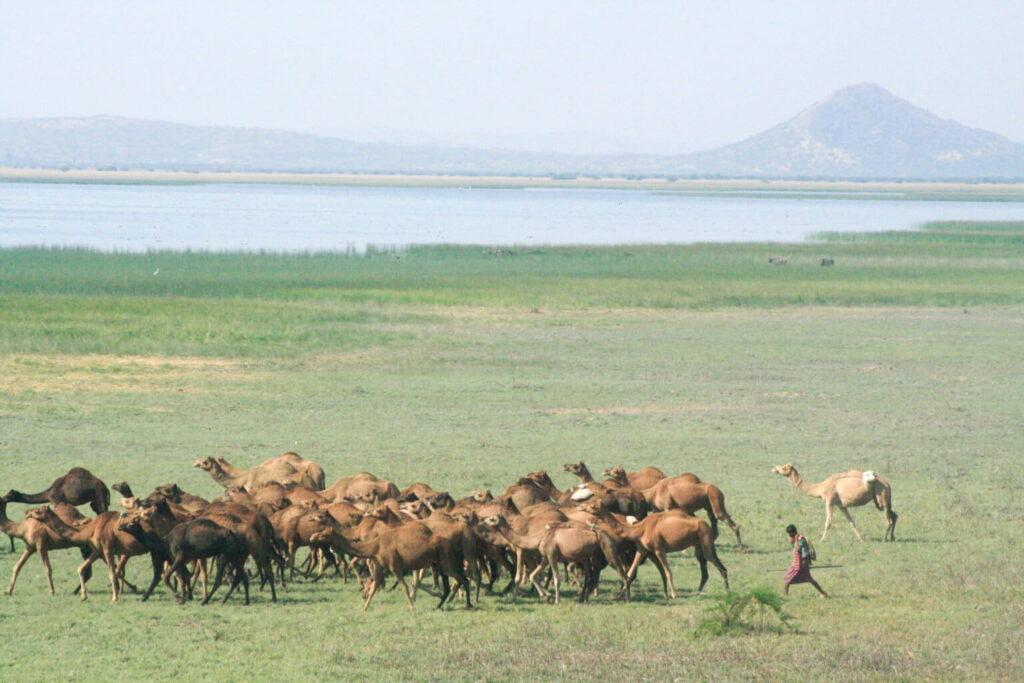 camels