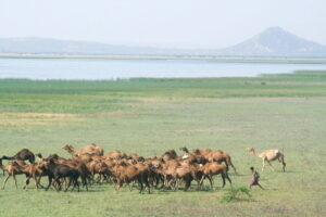camels