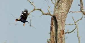 hill myna bird