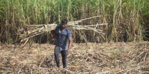 man sugarcane field