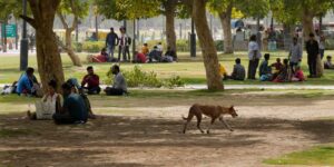 people under trees