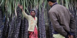 sugarcane farmer woman