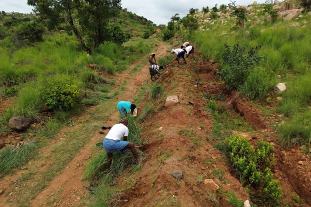 tree plantation restoration