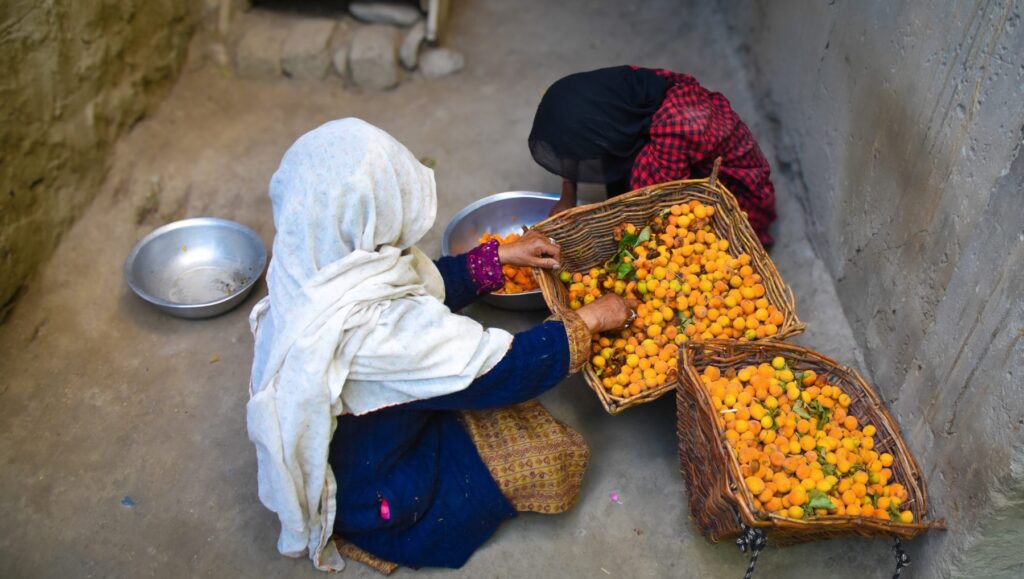 woman apricot Ladakh