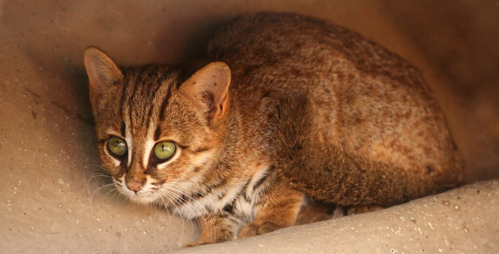 world's smallest wild cat
