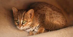 world's smallest wild cat