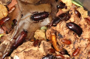 Cockroach Janata Party