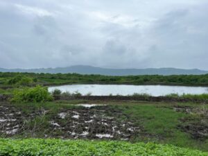 mangroves