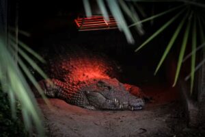 crocodile