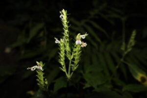 endemic plant Assam