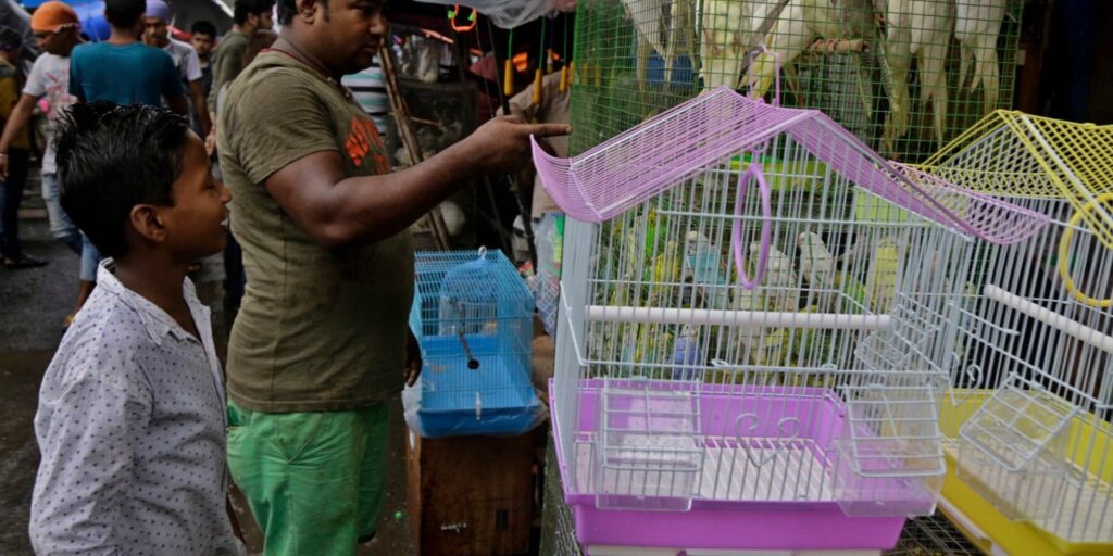 exotic pet bird Kolkata