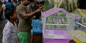 exotic pet bird Kolkata