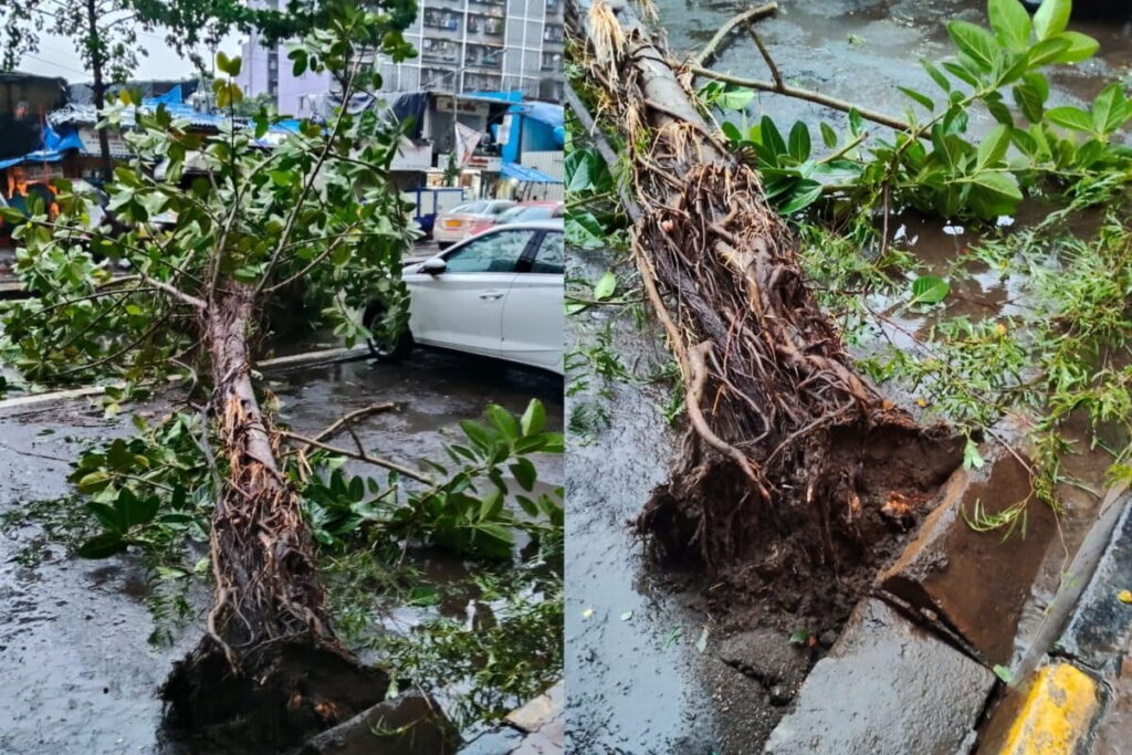 falling trees Mumbai