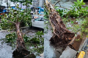 falling trees Mumbai
