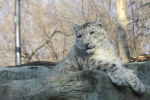 snow leopard