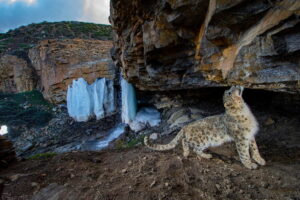snow leopard