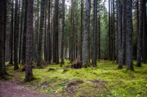 spruce trees Dolomites Italy
