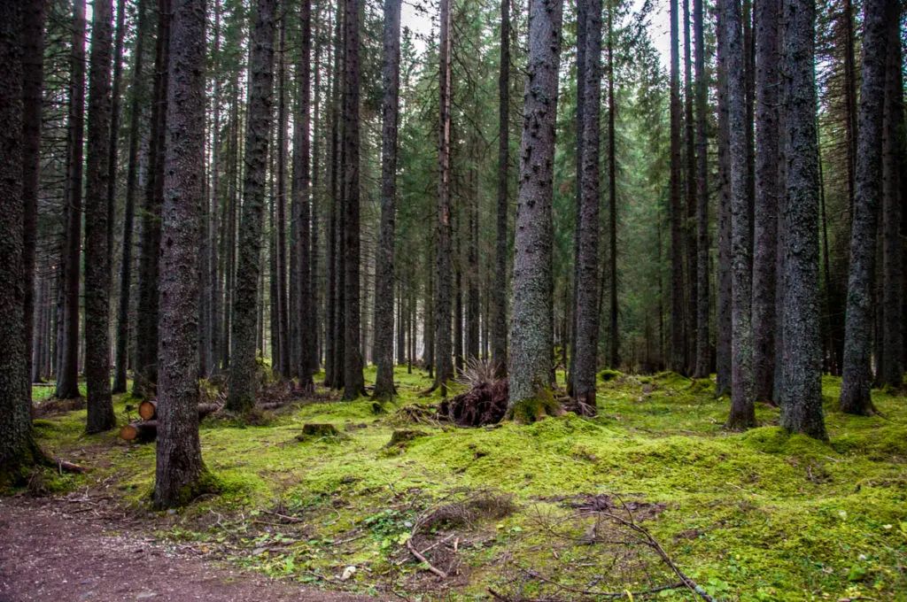 spruce trees Dolomites Italy
