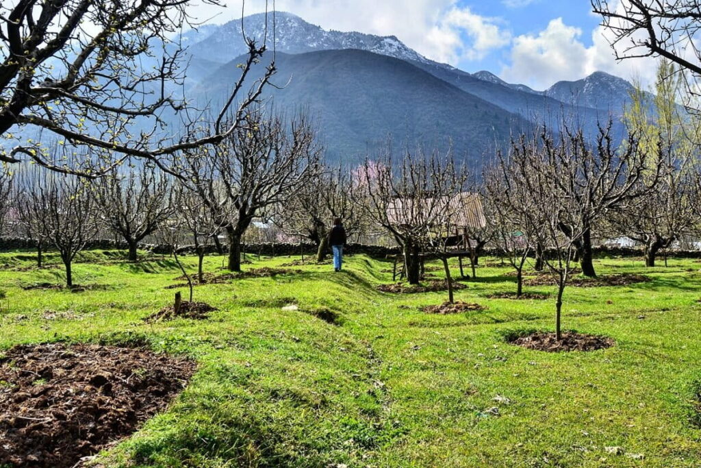 Apple_Orchard_Kashmir