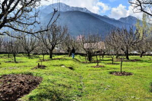 Apple_Orchard_Kashmir