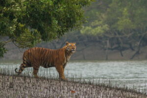 Sundarbans_Tiger
