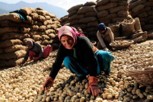 women farmers harvesting potatoes